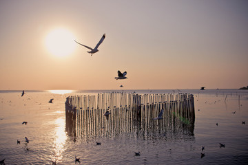 Seagulls bird flying over the sea with beautiful sunset on evening twilight sky landscape background