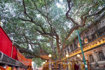 View of Bodhi Tree at Mahabodhi Temple, Bodhgaya Gaya, India