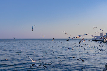 Seagulls bird flying over the sea with beautiful sunset on evening twilight sky landscape background