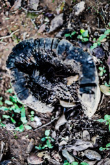 mushrooms on the tree