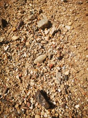 shells on the beach