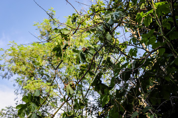 green leaves of tree