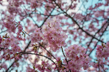 Fototapeta premium 河津桜 桜