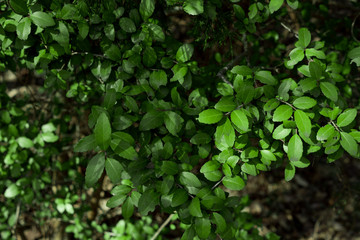 Tree branches with fresh leaves in a Texas city park on a sunny February day.