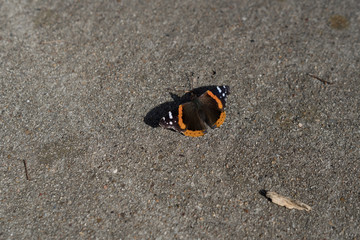 A butterfly on a concrete walkway in a Texas city park on a sunny February day.