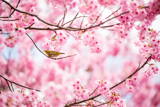 Japanese white-eye bird perched on pink cherry blossom branch