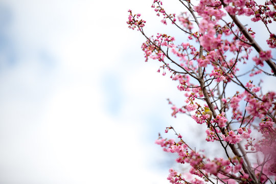 Cherry blossom branch with Japanese white-eye and bright copy space
