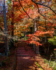 日本の紅葉