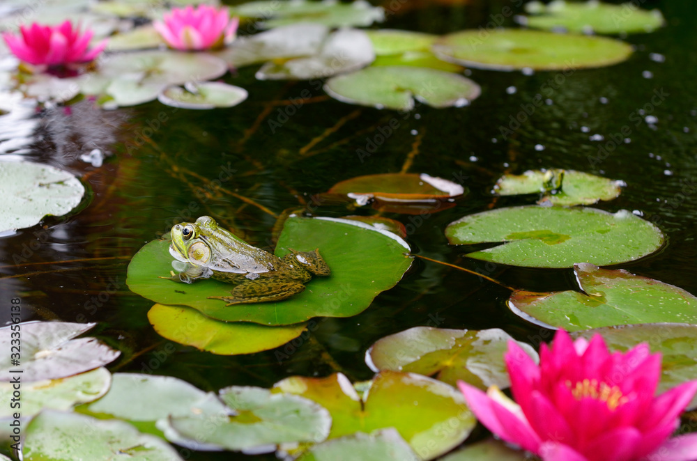 Wall mural green frog floating on a water lily pad leaf in a pond with pink flowers