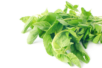 Ingredients of Thai food Basil Vegetable isolated on white background
