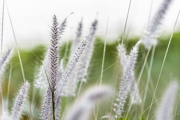 Obraz premium grass touched by the wind