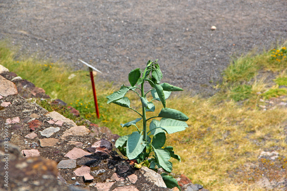 Sticker plants