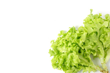 Top view Green oak leaf vegetable  Healthy Food for salad isolated on white background