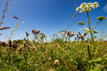 Looking up through Queen Anne's Lace flowers in a field