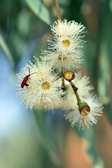Long-nosed Lycid Beetle, Porrostoma rhipidium, Lycidae, feeding on the blossom nectar of the yellow bloodwood Corymbia leichhardtii, family Myrtaceae.