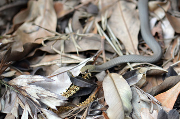 Australian native small venomous elapid, the Yellow faced Whip Snake, Demansia psammophis, family Elapidae, in leaf litter of a Sydney garden, NSW, Australia.