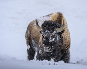 A single bison in Yellowstone National Park in winter © Laura Hedien