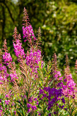 Group of pink and purple flowers in a meadow
