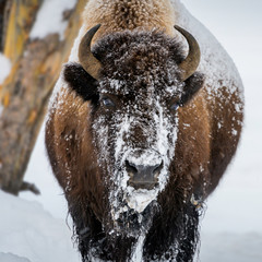 Single bison in Yellowstone National Park in winter