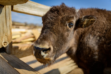 A baby bison outside of Zion National Park © Laura Hedien