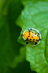 Golden Tortoise Beetle macro photos
