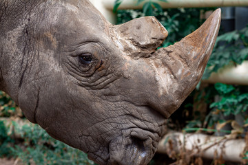 Obraz premium Big black rhino in nature close-up