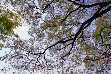 tree branch sunlight on white background