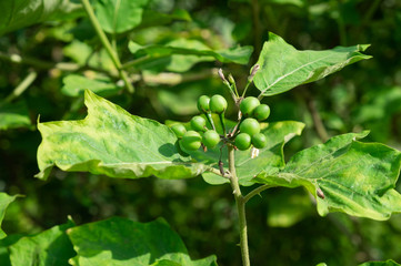 Turkey berry branch on tree  in the garden.green Turkey berry or Eggplant.raw material for thai food.