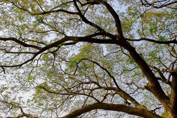 tree branch sunlight on white background
