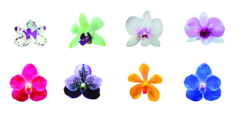 Fototapeta na wymiar Set collection of illustration vector of realistic colorful orchid flowers with different types of orchid isolated on white background.