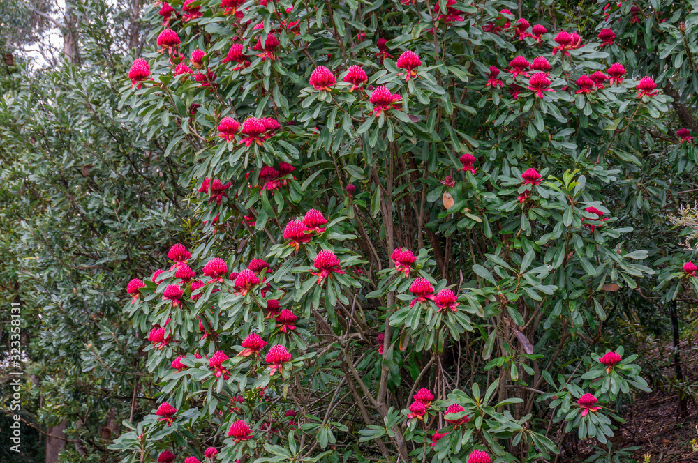 Sticker Waratah tree in full bloom. Telopea Waratah tree with large red flowers