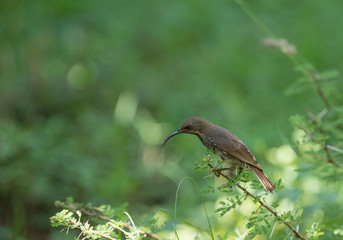 Hunters Sunbird Female seen at Lake Naivasha, Kenya, Africa