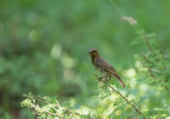 Hunters Sunbird Female seen at Lake Naivasha, Kenya, Africa