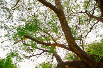 tree branch sunlight on white background