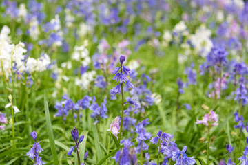 Bluebell flowers in the wild. Floral wildflowers background