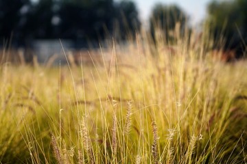 Obraz premium field of wheat