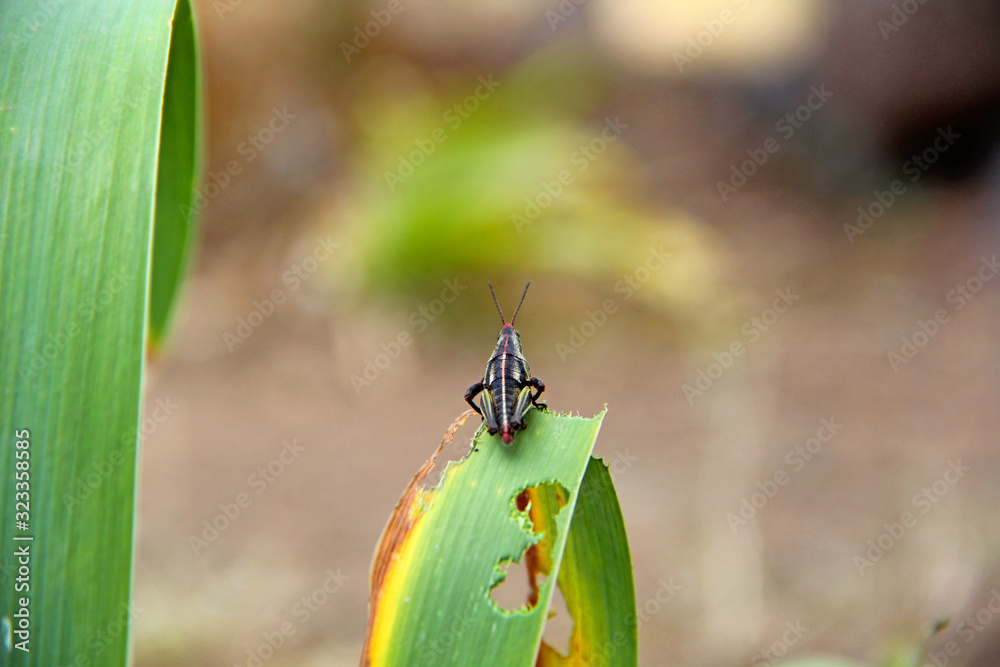 Canvas Prints grasshopper