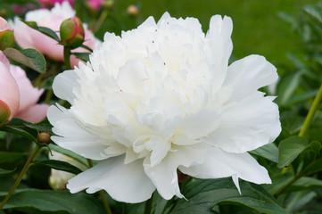 Paeonia gardenia white peony flower head in green leaves