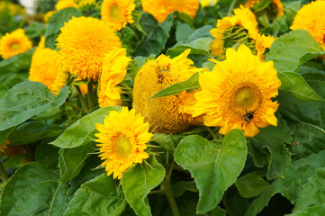 Helianthus annuus teddy bear yellow sunflower flowers with green foliage