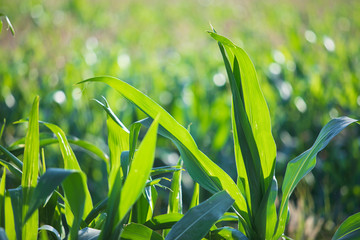 Organic Agriculture,Leaves of young corn ,close-up corn field in sunset,Green corn field