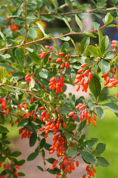 Berberis vulgaris or common barberry red berry vertical