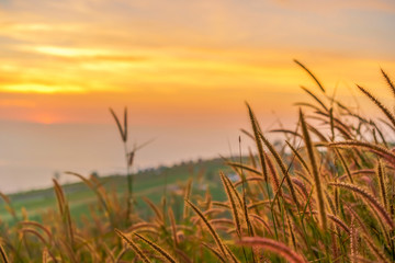 Obrazy na Plexi  Żółta łąka z wschodem słońca o poranku, Selektywne ustawianie ostrości.
