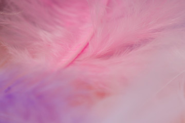 Coral Pink color trends feather background. Soft focus