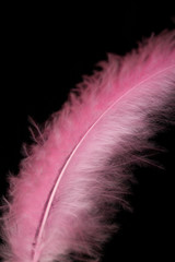 Soft pink feather on black . close up