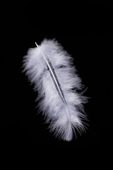 Obraz premium White feather isolated on a black background