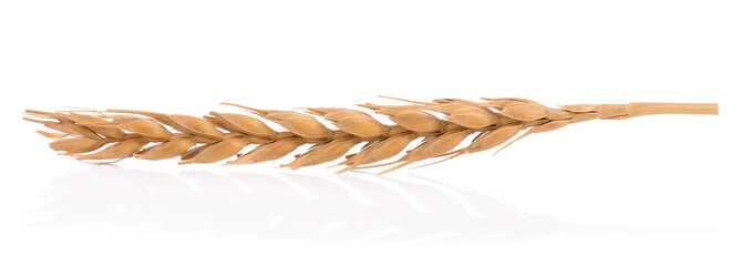 wheat isolated on white background