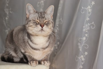 香箱座りで目を閉じて見上げる猫アメリカンショートヘアー