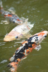 koi fish swimming in the pond