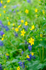 Wildflowers blooming in Texas spring