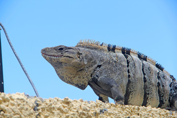 iguana